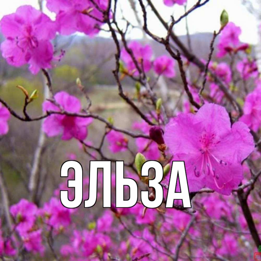 Картинка  с именем , Эльза