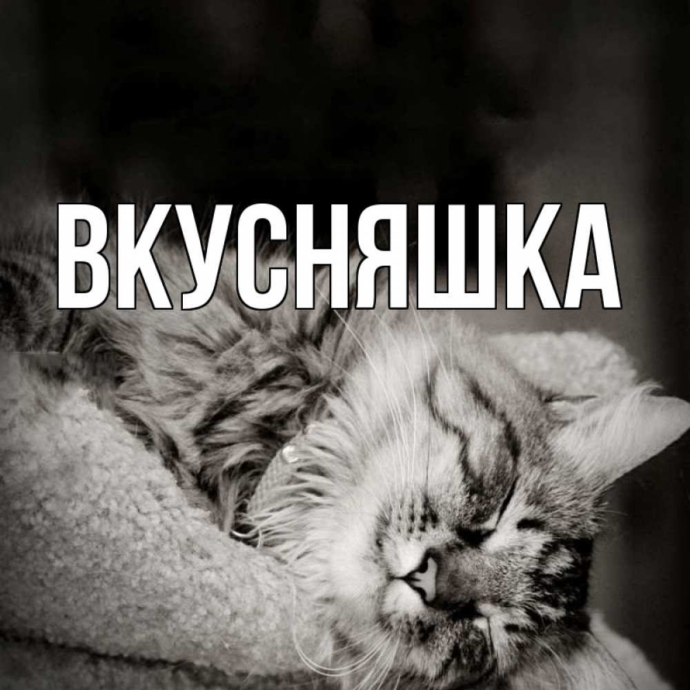 Открытка на каждый день с именем, Вкусняшка Главная котярик пушистый Прикольная открытка с пожеланием онлайн скачать бесплатно 