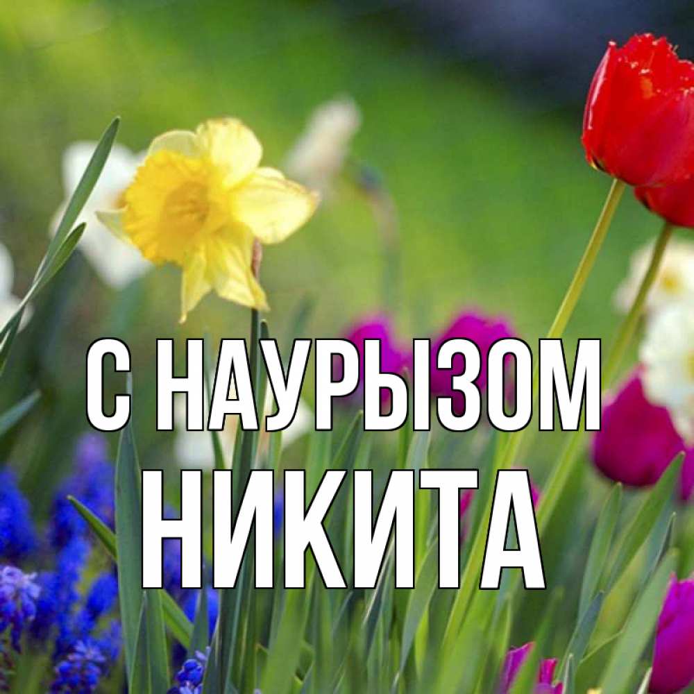 Открытка на каждый день с именем, Никита С наурызом праздник весны наурыз 3 Прикольная открытка с пожеланием онлайн скачать бесплатно 