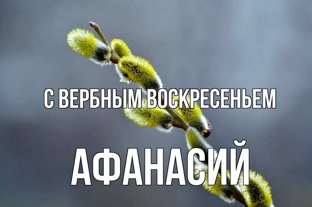 Открытка на каждый день с именем, Афанасий С вербным воскресеньем верба Прикольная открытка с пожеланием онлайн скачать бесплатно 