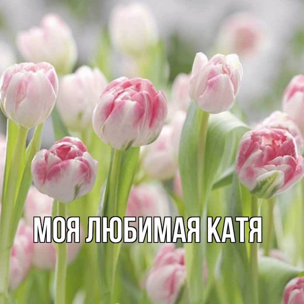 Открытка на каждый день с именем, Моя-любимая-Катя Главная цветы Прикольная открытка с пожеланием онлайн скачать бесплатно 