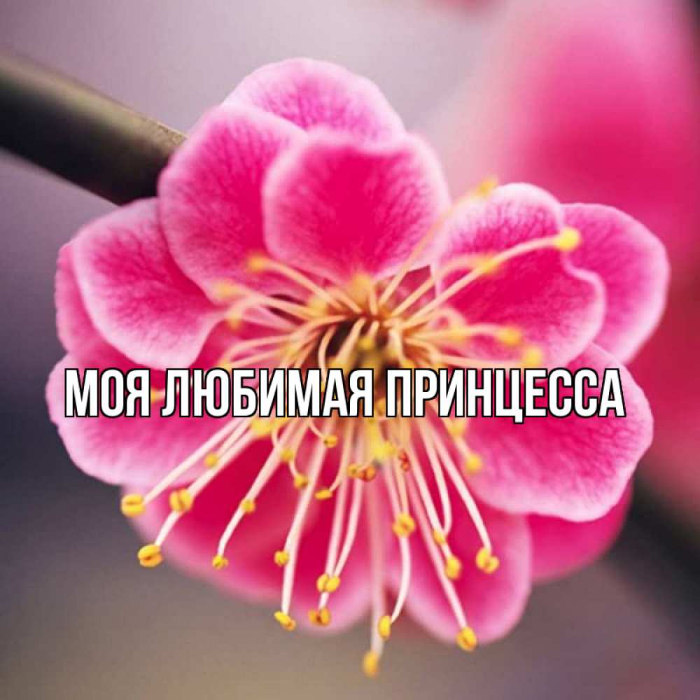 Открытка на каждый день с именем, Моя-Любимая-Принцесса Главная цветы Прикольная открытка с пожеланием онлайн скачать бесплатно 