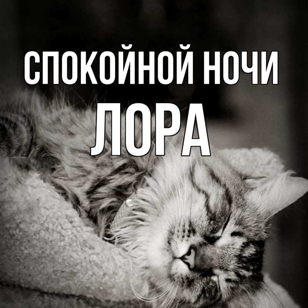 Открытка на каждый день с именем, Лора Спокойной ночи котярик пушистый Прикольная открытка с пожеланием онлайн скачать бесплатно 