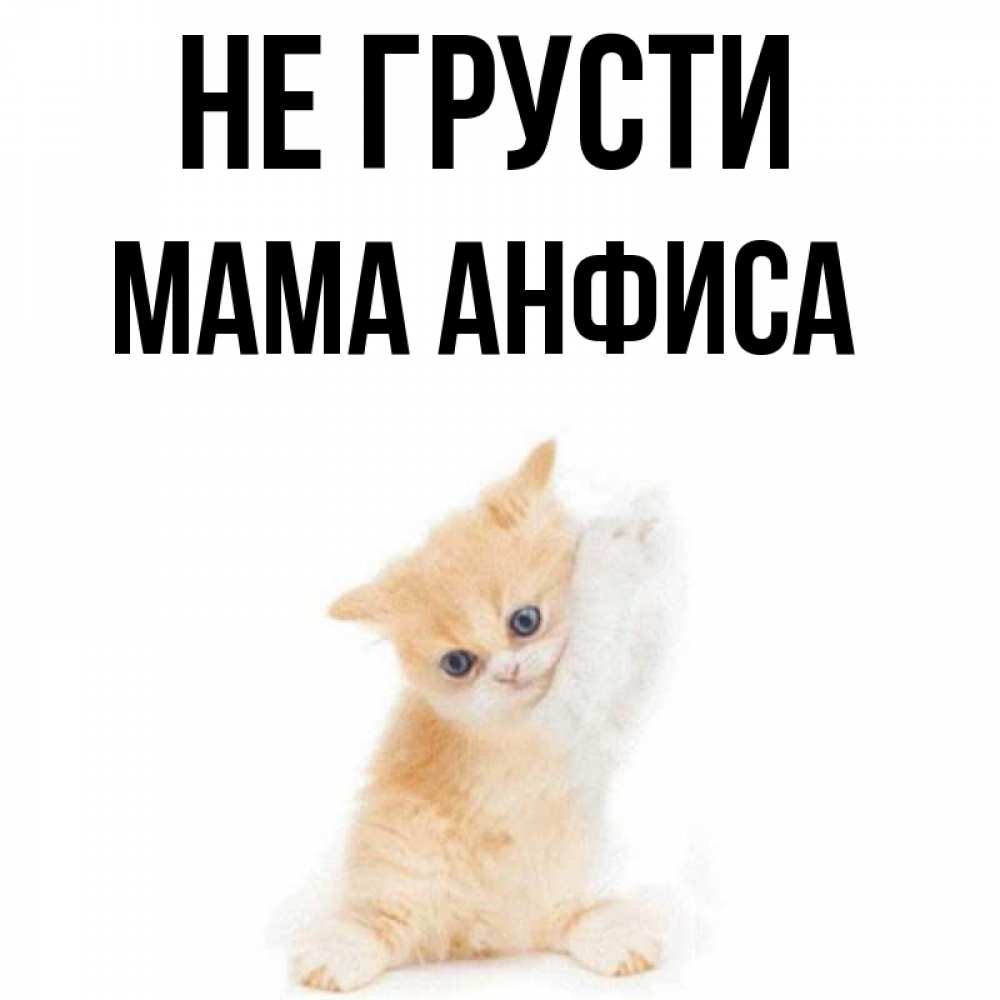 Открытка на каждый день с именем, Мама-Анфиса Не грусти просящий кот Прикольная открытка с пожеланием онлайн скачать бесплатно 