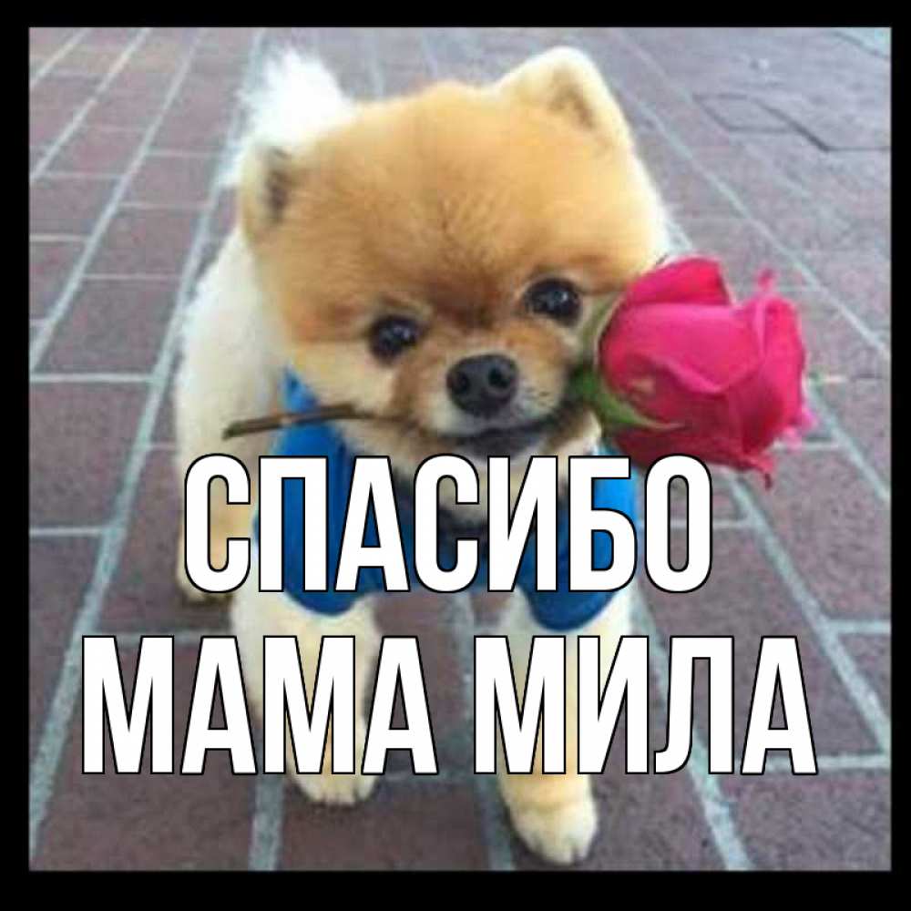 Открытка на каждый день с именем, Мама-Мила Спасибо спасибо и дарю тебе цветок Прикольная открытка с пожеланием онлайн скачать бесплатно 