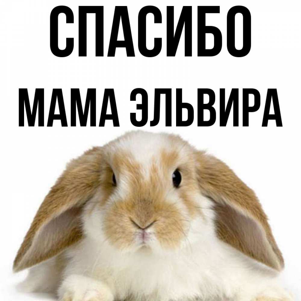 Открытка на каждый день с именем, Мама-Эльвира Спасибо коричнево белый заяц Прикольная открытка с пожеланием онлайн скачать бесплатно 