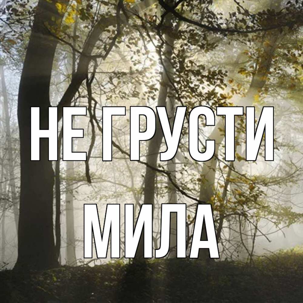 Открытка на каждый день с именем, Мила Не грусти лес и свет Прикольная открытка с пожеланием онлайн скачать бесплатно 