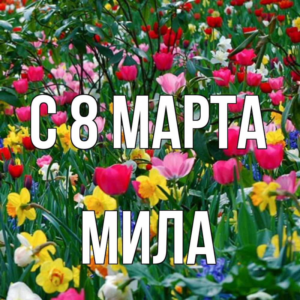Открытка на каждый день с именем, Мила С 8 МАРТА с международным женским днем поздравления для женщины Прикольная открытка с пожеланием онлайн скачать бесплатно 