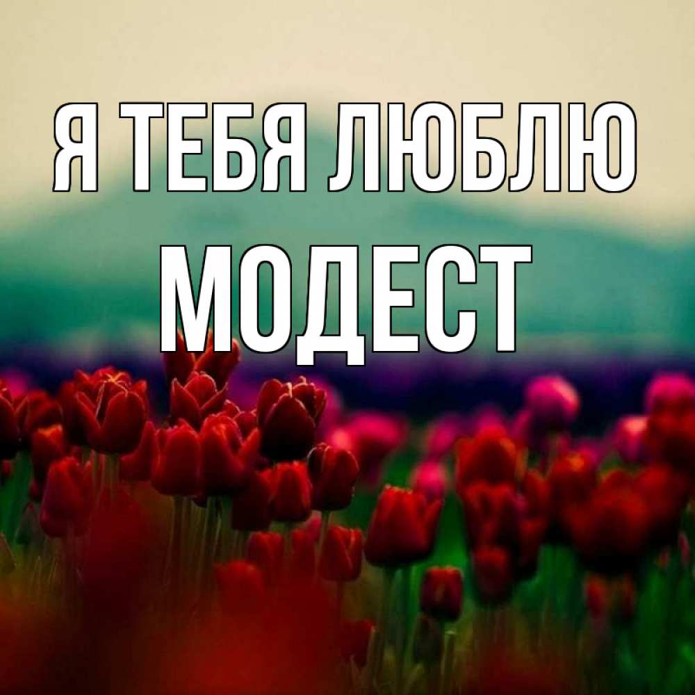 Открытка на каждый день с именем, Модест Я тебя люблю тюльпаны 4 Прикольная открытка с пожеланием онлайн скачать бесплатно 