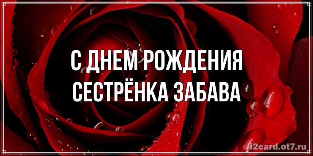 Открытка на каждый день с именем, Сестрёнка-Забава С днем рождения крупная бордовая роза Прикольная открытка с пожеланием онлайн скачать бесплатно 