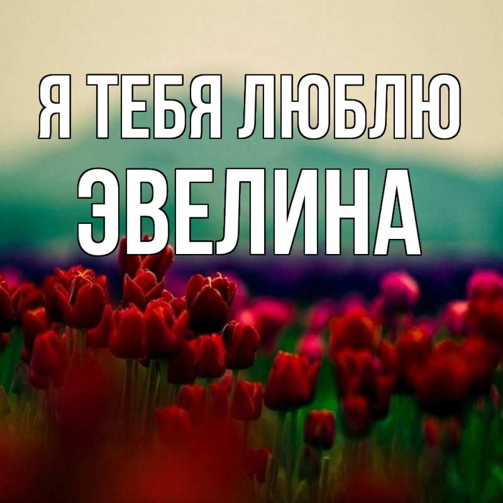 Открытка на каждый день с именем, Эвелина Я тебя люблю тюльпаны 4 Прикольная открытка с пожеланием онлайн скачать бесплатно 