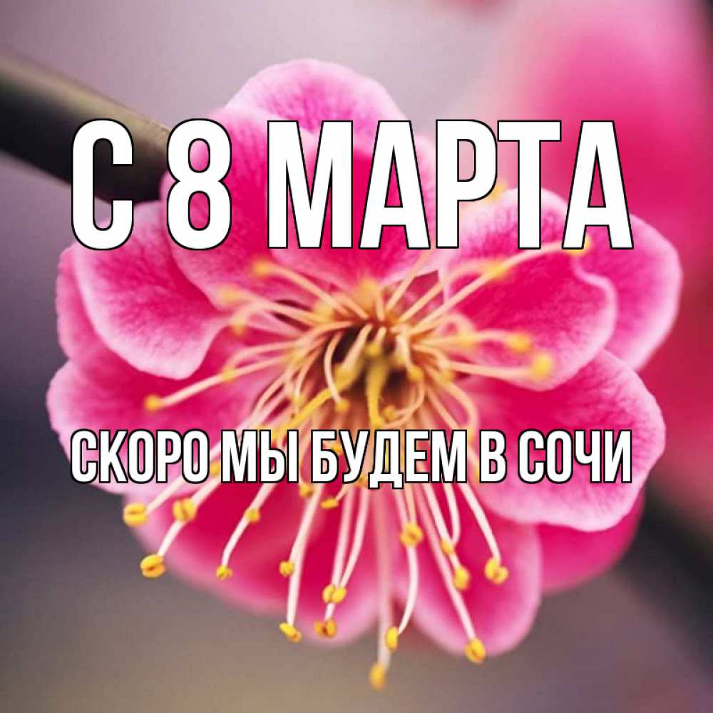 Света красивая имя. Цветы по именам. Света имя. Цветы с именем Лена. Цветок имени Елена.