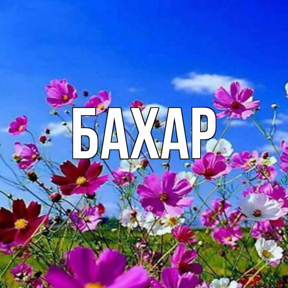 Открытка на каждый день с именем, Бахар Главная цветы Прикольная открытка с пожеланием онлайн скачать бесплатно 