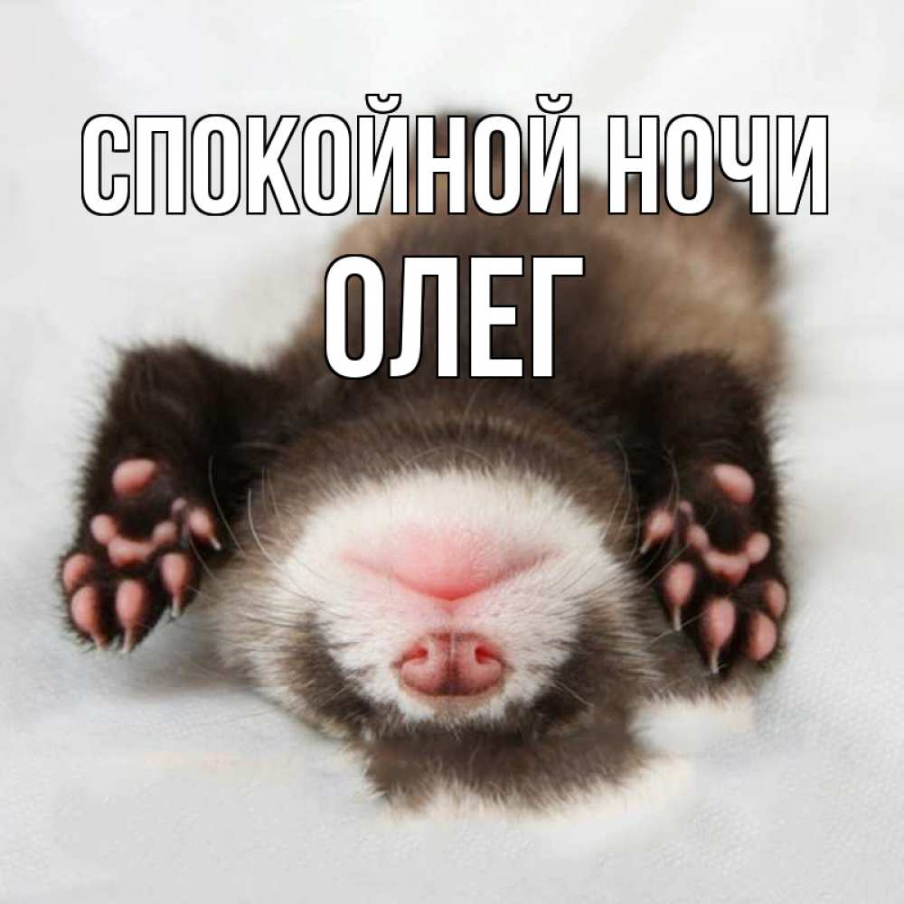 Открытка на каждый день с именем, Олег Спокойной ночи зверек Прикольная открытка с пожеланием онлайн скачать бесплатно 