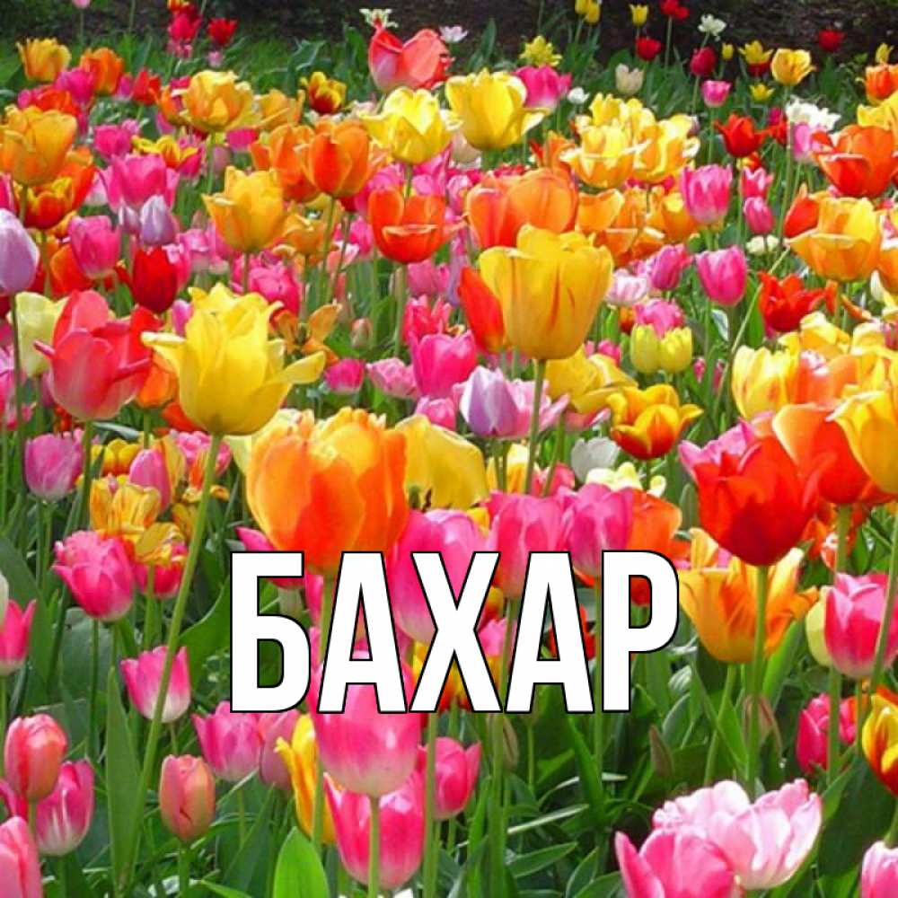 Картинка  с именем , Бахар
