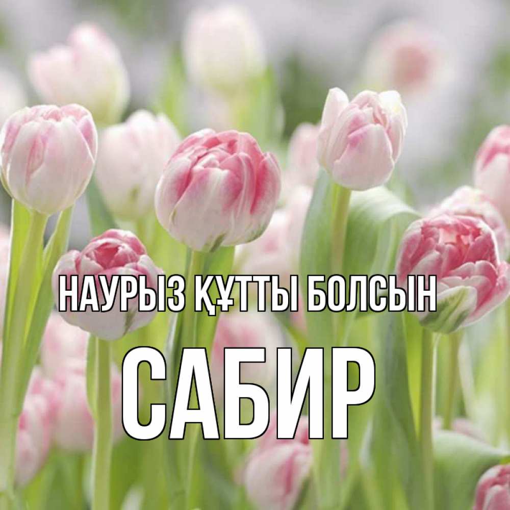 Открытка на каждый день с именем, Сабир Наурыз құтты болсын цветы Прикольная открытка с пожеланием онлайн скачать бесплатно 