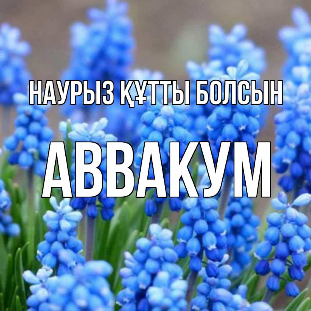 Открытка на каждый день с именем, Аввакум Наурыз құтты болсын Поздравительная открытка для женщин с цветами на праздничную дату Прикольная открытка с пожеланием онлайн скачать бесплатно 