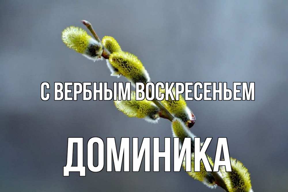 Открытка на каждый день с именем, Доминика С вербным воскресеньем верба Прикольная открытка с пожеланием онлайн скачать бесплатно 