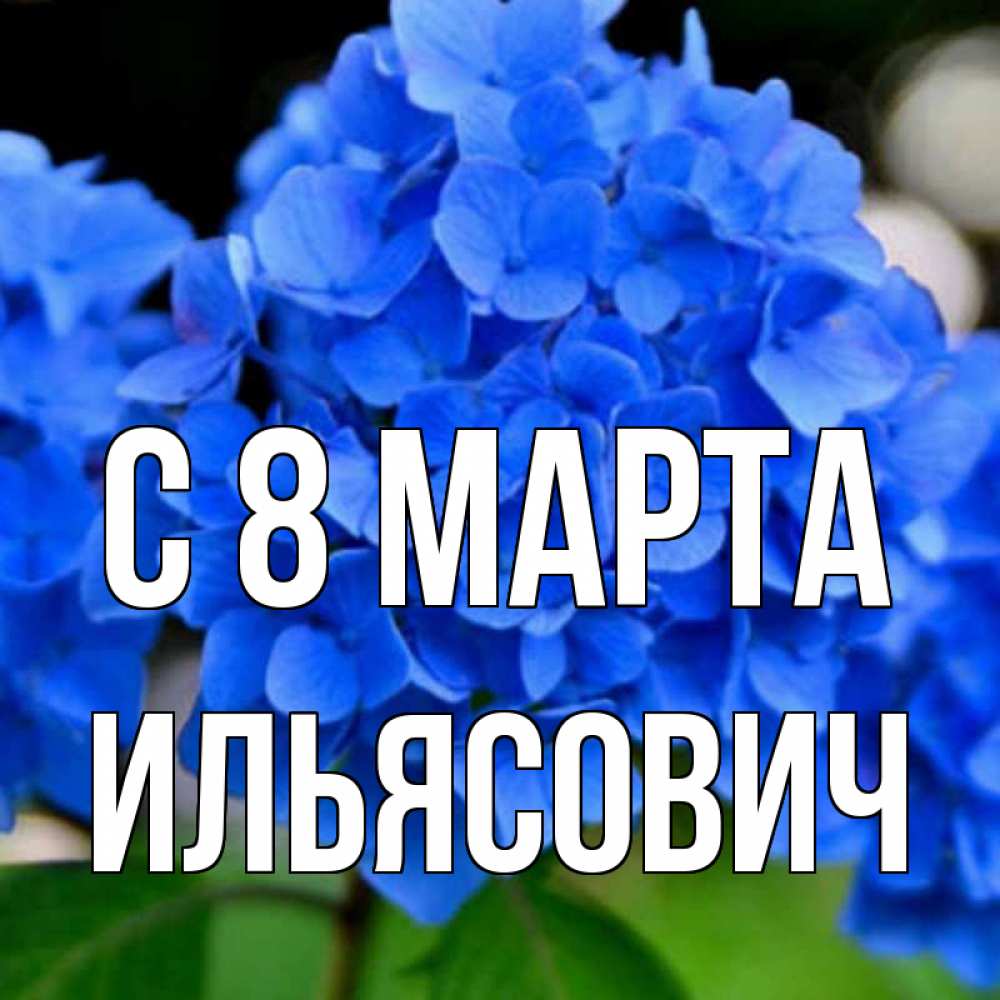 Открытка на каждый день с именем, Ильясович С 8 марта синие цветы Прикольная открытка с пожеланием онлайн скачать бесплатно 