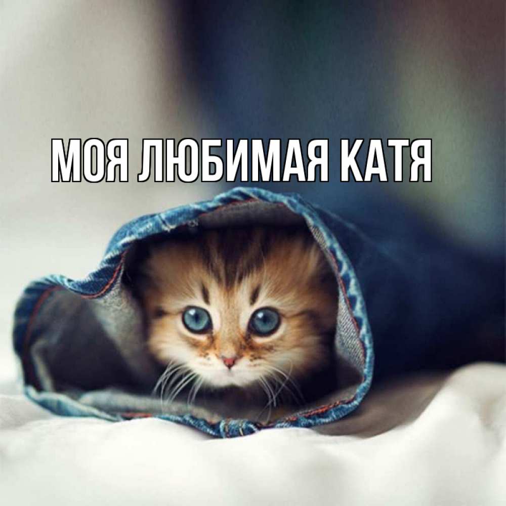 Открытка на каждый день с именем, Моя-любимая-Катя Главная рыжик котик Прикольная открытка с пожеланием онлайн скачать бесплатно 