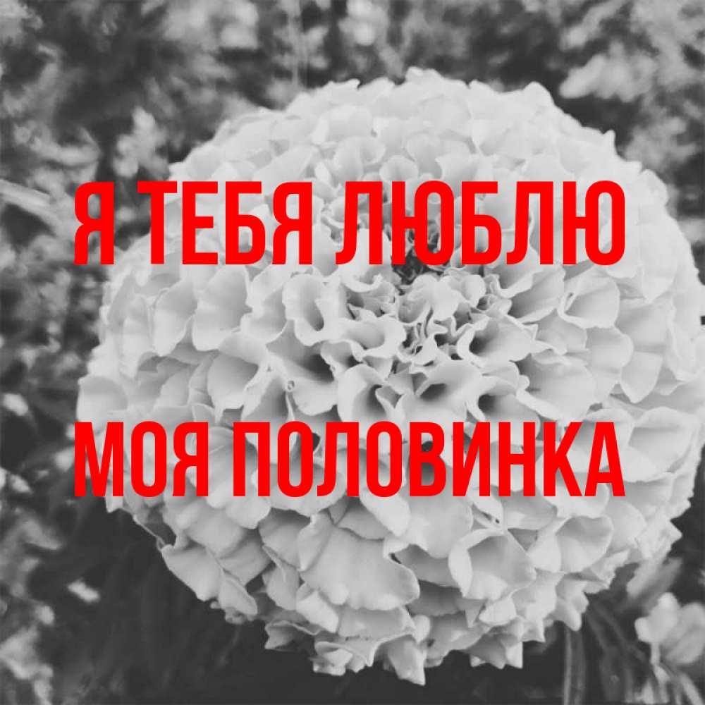 Открытка на каждый день с именем, Моя-половинка Я тебя люблю подпись Прикольная открытка с пожеланием онлайн скачать бесплатно 