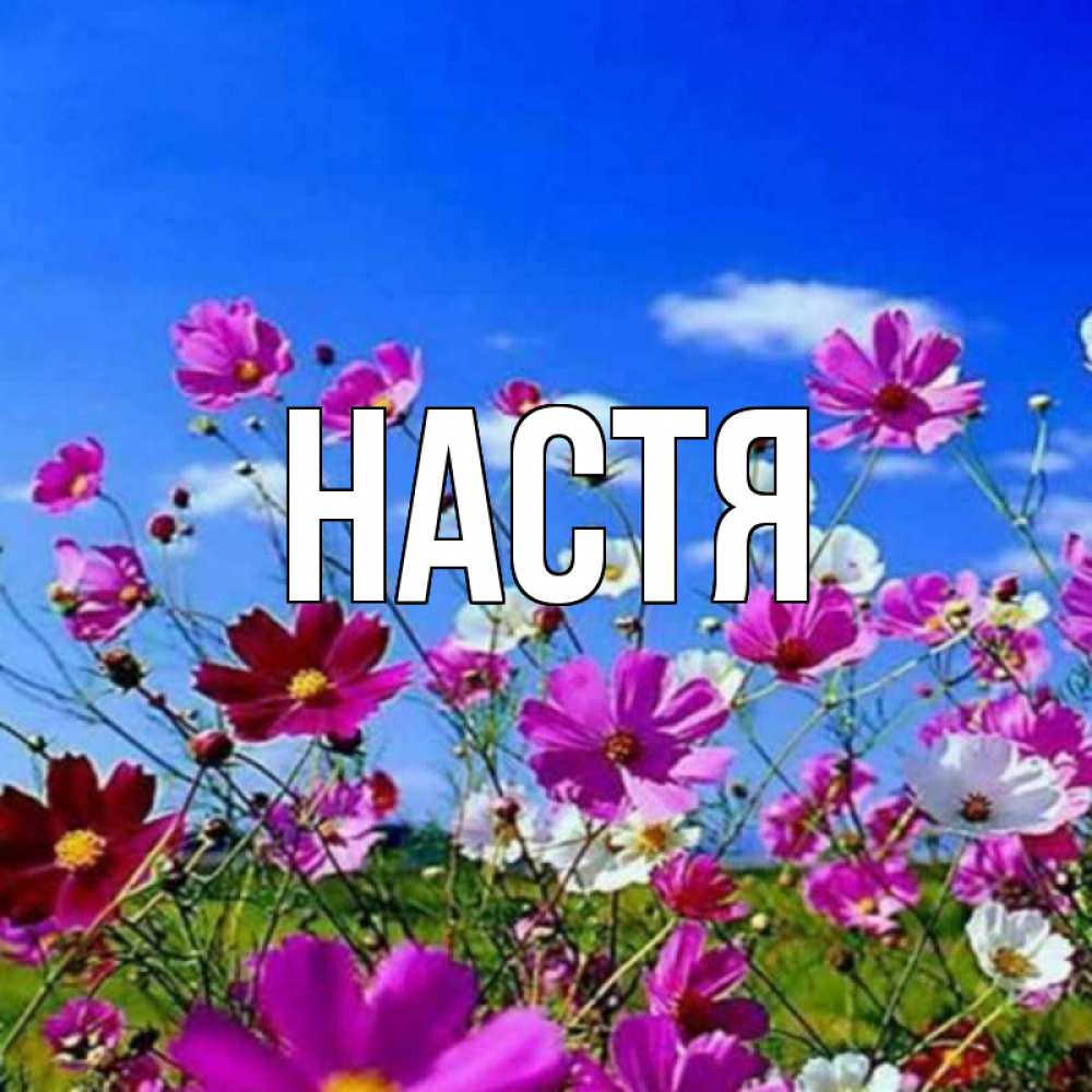 Открытка на каждый день с именем, Настя Главная цветы Прикольная открытка с пожеланием онлайн скачать бесплатно 