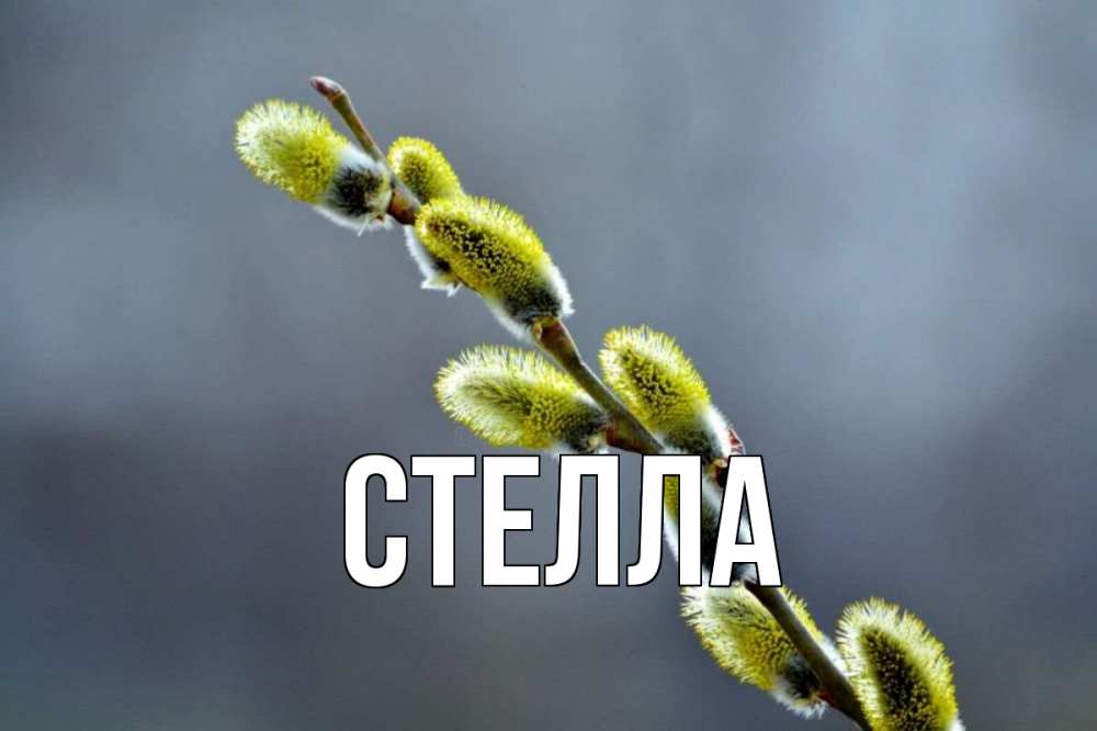 Открытка на каждый день с именем, Стелла Главная верба Прикольная открытка с пожеланием онлайн скачать бесплатно 