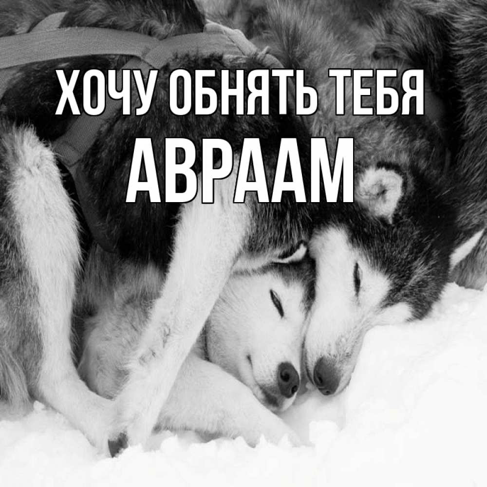Открытка на каждый день с именем, Авраам Хочу обнять тебя собачки в упряжке Прикольная открытка с пожеланием онлайн скачать бесплатно 