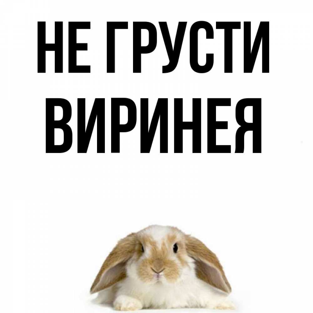 Открытка на каждый день с именем, Виринея Не грусти коричнево белый заяц с большими ушками Прикольная открытка с пожеланием онлайн скачать бесплатно 