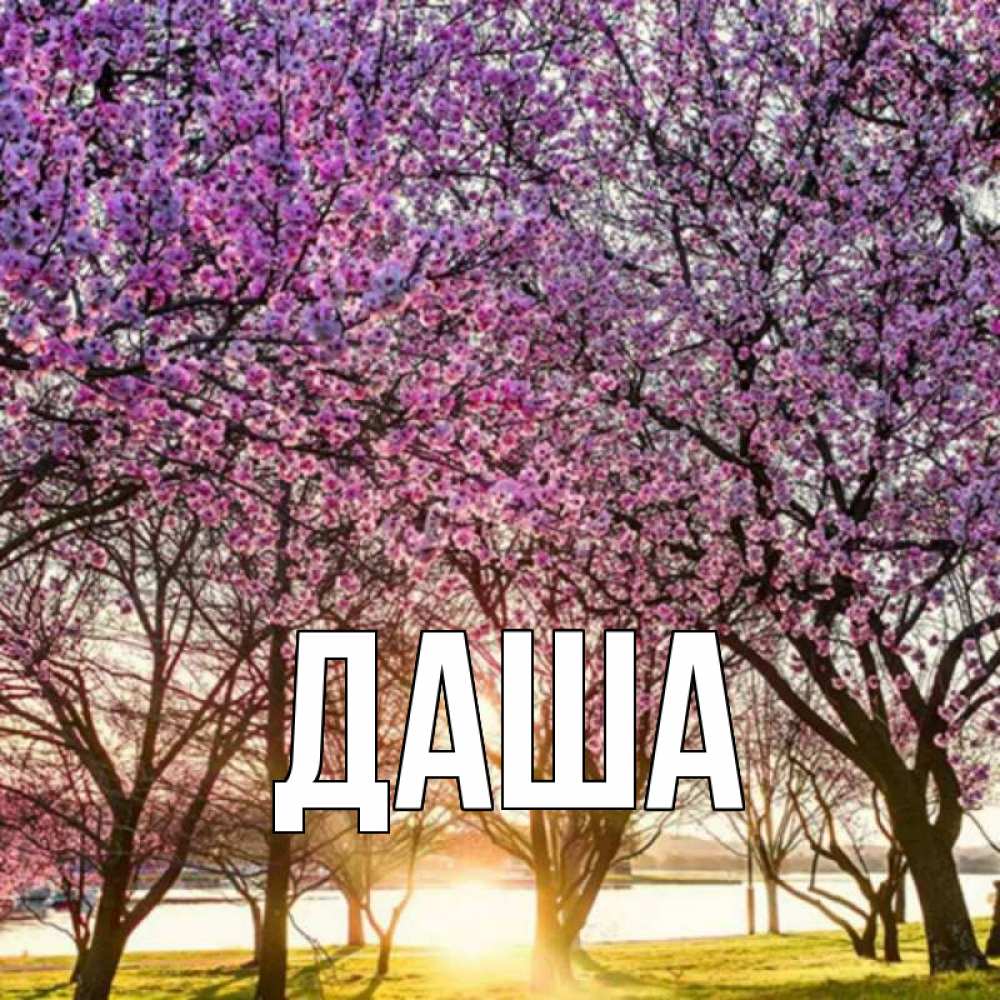Открытка на каждый день с именем, Даша Главная праздник весны наурыз Прикольная открытка с пожеланием онлайн скачать бесплатно 