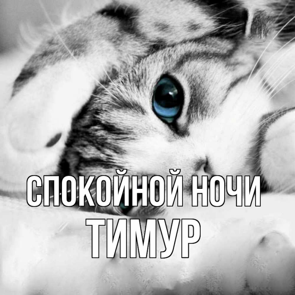 Открытка на каждый день с именем, Тимур Спокойной ночи кот устал Прикольная открытка с пожеланием онлайн скачать бесплатно 