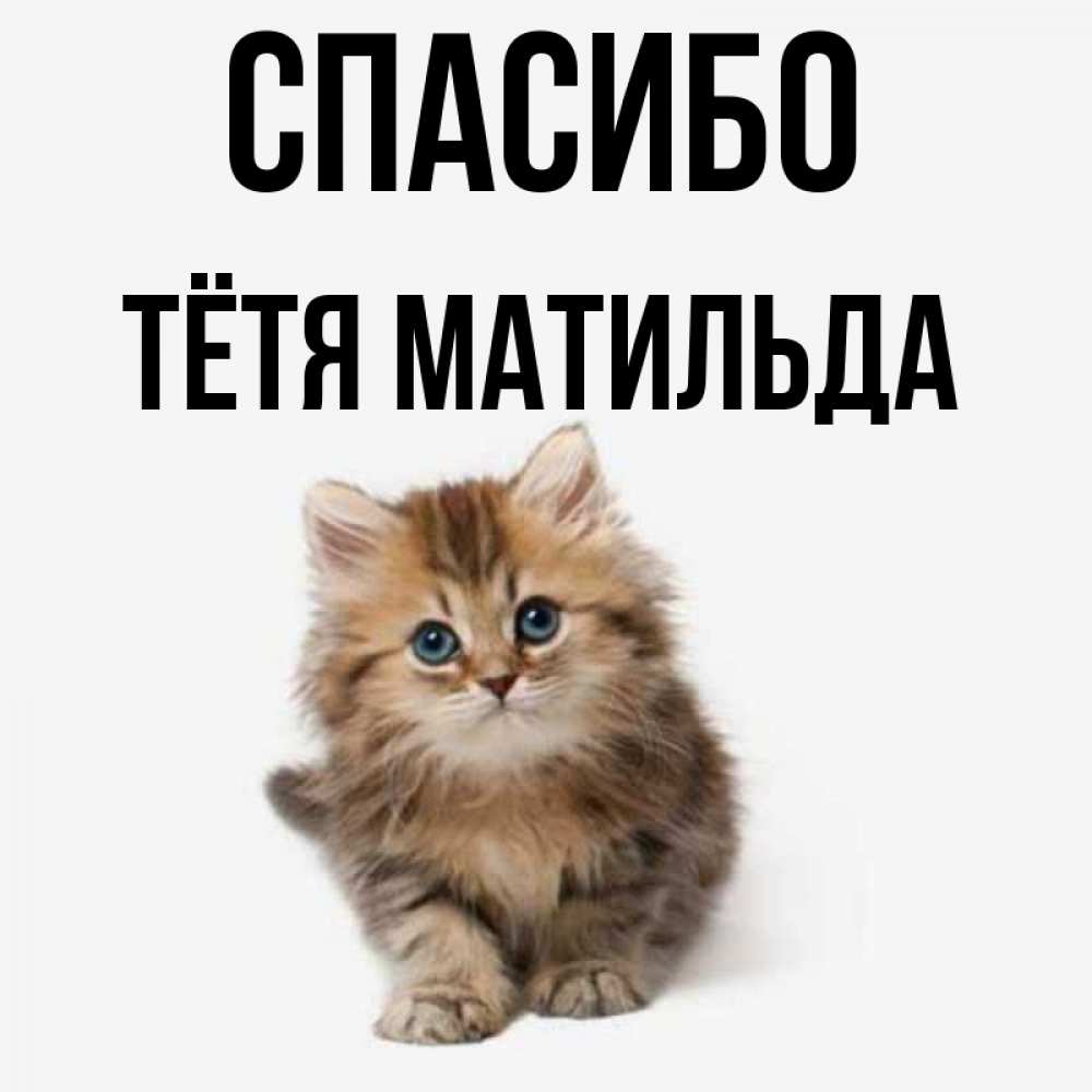 Открытка на каждый день с именем, Тётя-Матильда Спасибо пушистый котик Прикольная открытка с пожеланием онлайн скачать бесплатно 