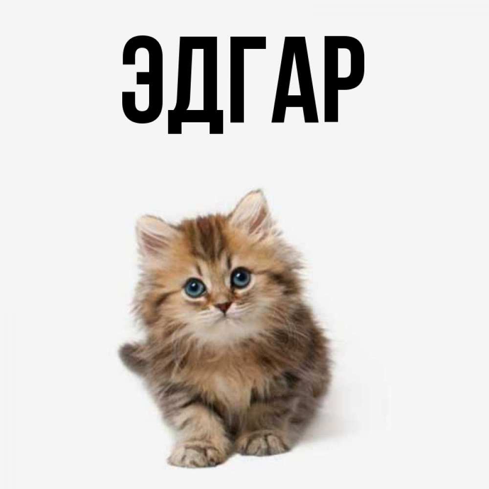 Открытка на каждый день с именем, Эдгар Главная пушистый котик Прикольная открытка с пожеланием онлайн скачать бесплатно 