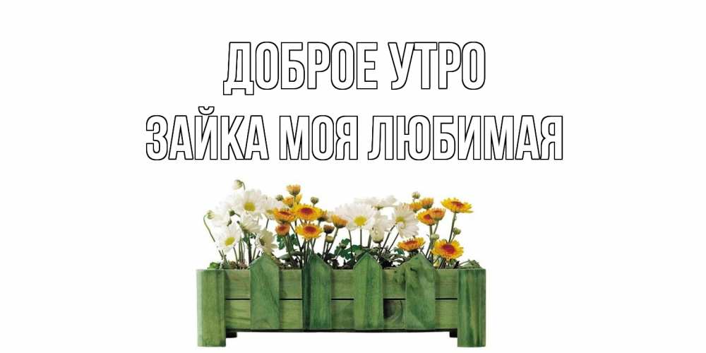 Открытка на каждый день с именем, зайка-моя-любимая Доброе утро цветы Прикольная открытка с пожеланием онлайн скачать бесплатно 