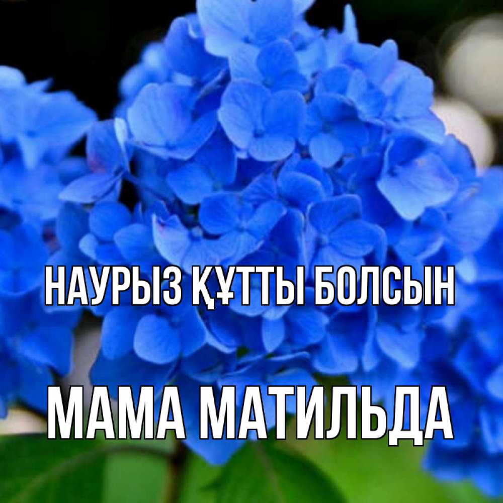 Открытка на каждый день с именем, Мама-Матильда Наурыз құтты болсын синие цветы Прикольная открытка с пожеланием онлайн скачать бесплатно 