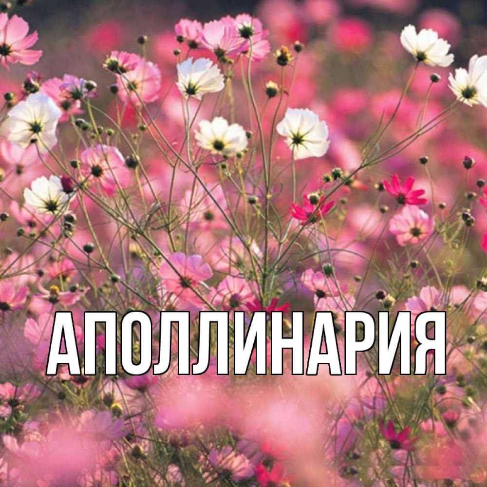 Открытка на каждый день с именем, Аполлинария Главная красиво 1 Прикольная открытка с пожеланием онлайн скачать бесплатно 