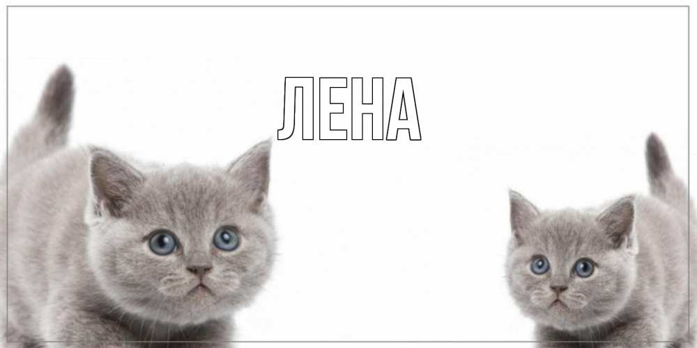 Открытка на каждый день с именем, Лена Главная открытка с котами Прикольная открытка с пожеланием онлайн скачать бесплатно 