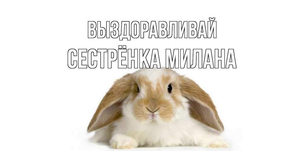 Открытка на каждый день с именем, Сестрёнка-Милана Выздоравливай вислоухий кролик белого и коричневого цвета Прикольная открытка с пожеланием онлайн скачать бесплатно 