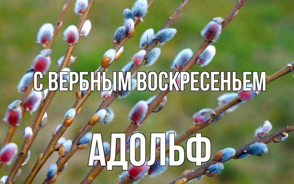 Открытка на каждый день с именем, Адольф С вербным воскресеньем верба Прикольная открытка с пожеланием онлайн скачать бесплатно 