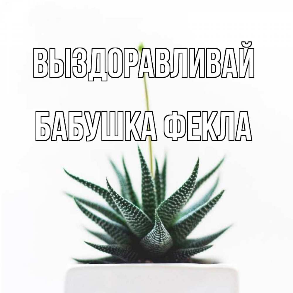 Открытка на каждый день с именем, Бабушка-Фекла Выздоравливай короче это непонятная колючка Прикольная открытка с пожеланием онлайн скачать бесплатно 