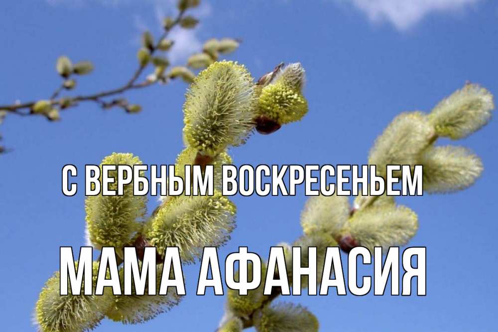 Открытка на каждый день с именем, Мама-Афанасия С вербным воскресеньем верба Прикольная открытка с пожеланием онлайн скачать бесплатно 