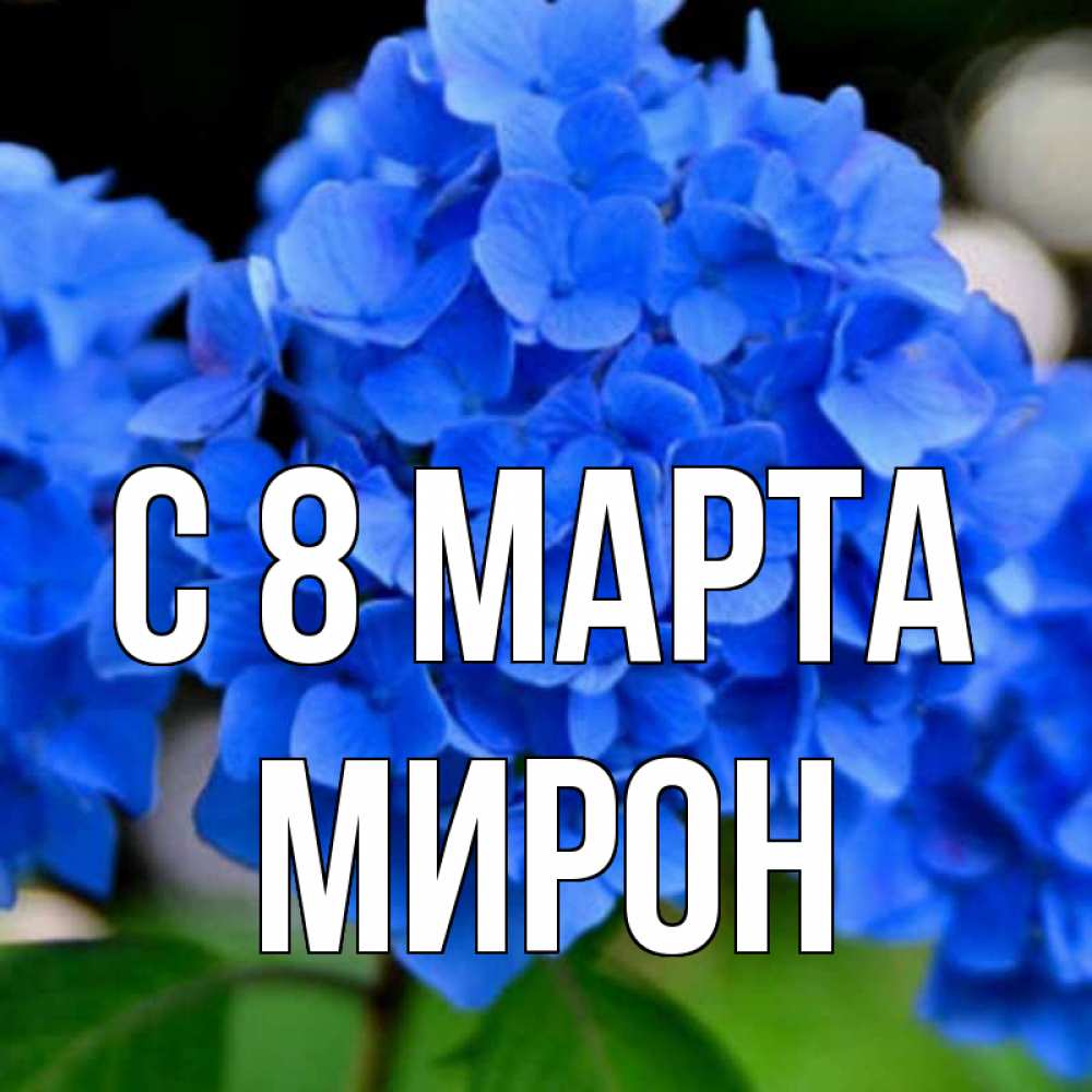 Открытка на каждый день с именем, Мирон С 8 марта синие цветы Прикольная открытка с пожеланием онлайн скачать бесплатно 