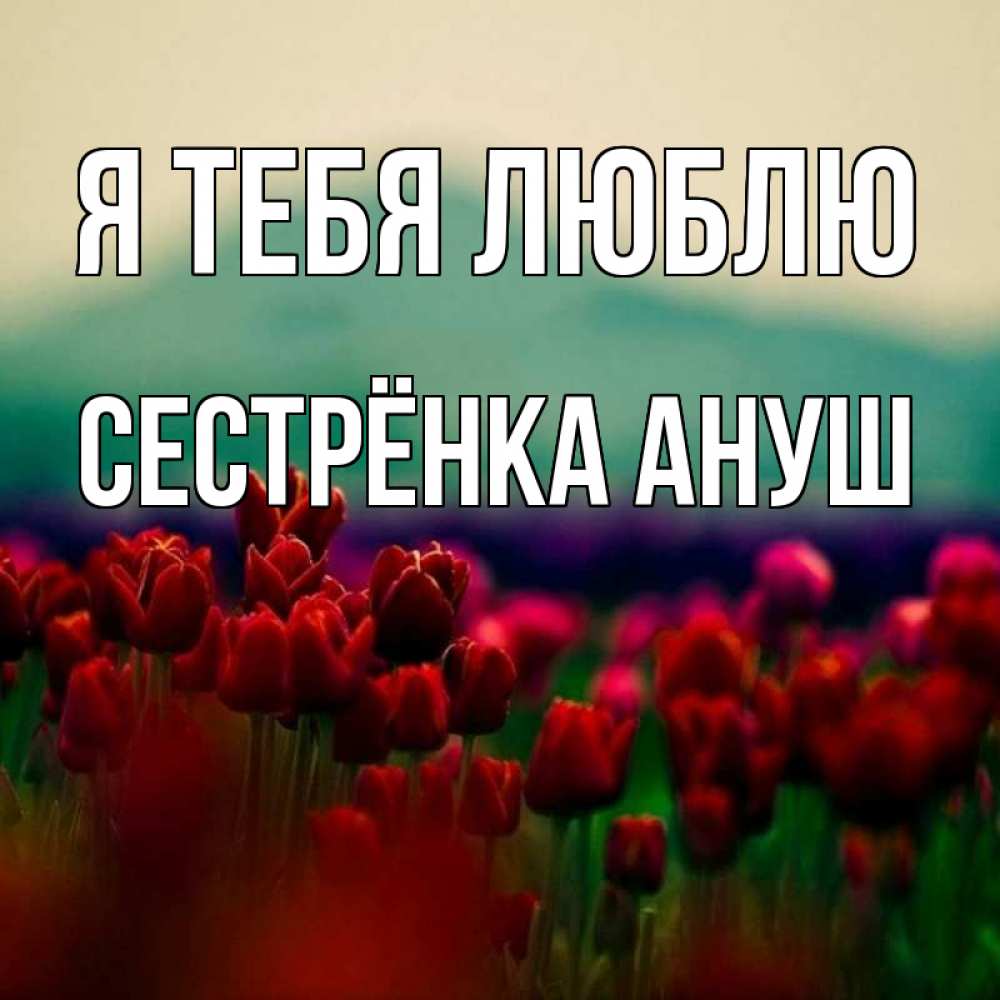 Открытка на каждый день с именем, Сестрёнка-Ануш Я тебя люблю тюльпаны 4 Прикольная открытка с пожеланием онлайн скачать бесплатно 
