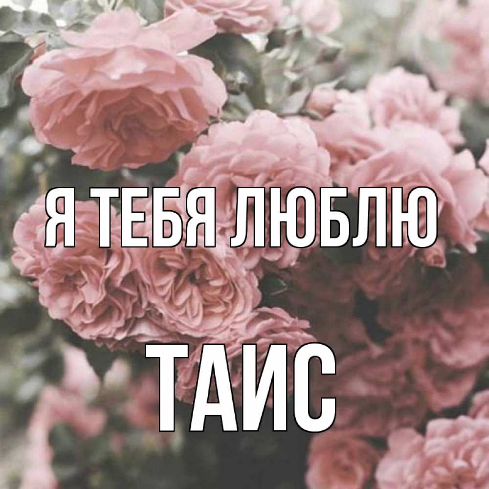 Открытка на каждый день с именем, Таис Я тебя люблю розы 3 Прикольная открытка с пожеланием онлайн скачать бесплатно 