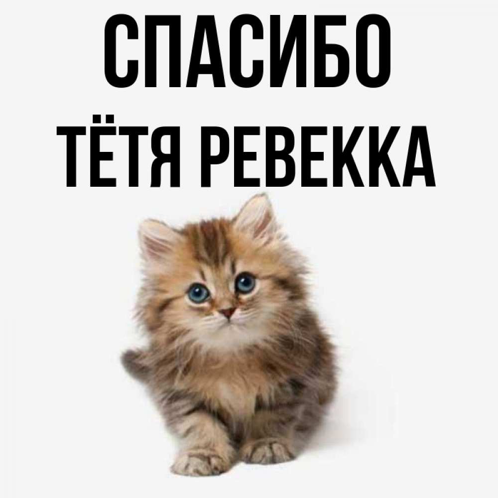 Открытка на каждый день с именем, Тётя-Ревекка Спасибо пушистый котик Прикольная открытка с пожеланием онлайн скачать бесплатно 