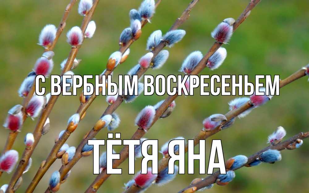 Открытка на каждый день с именем, Тётя-Яна С вербным воскресеньем верба Прикольная открытка с пожеланием онлайн скачать бесплатно 