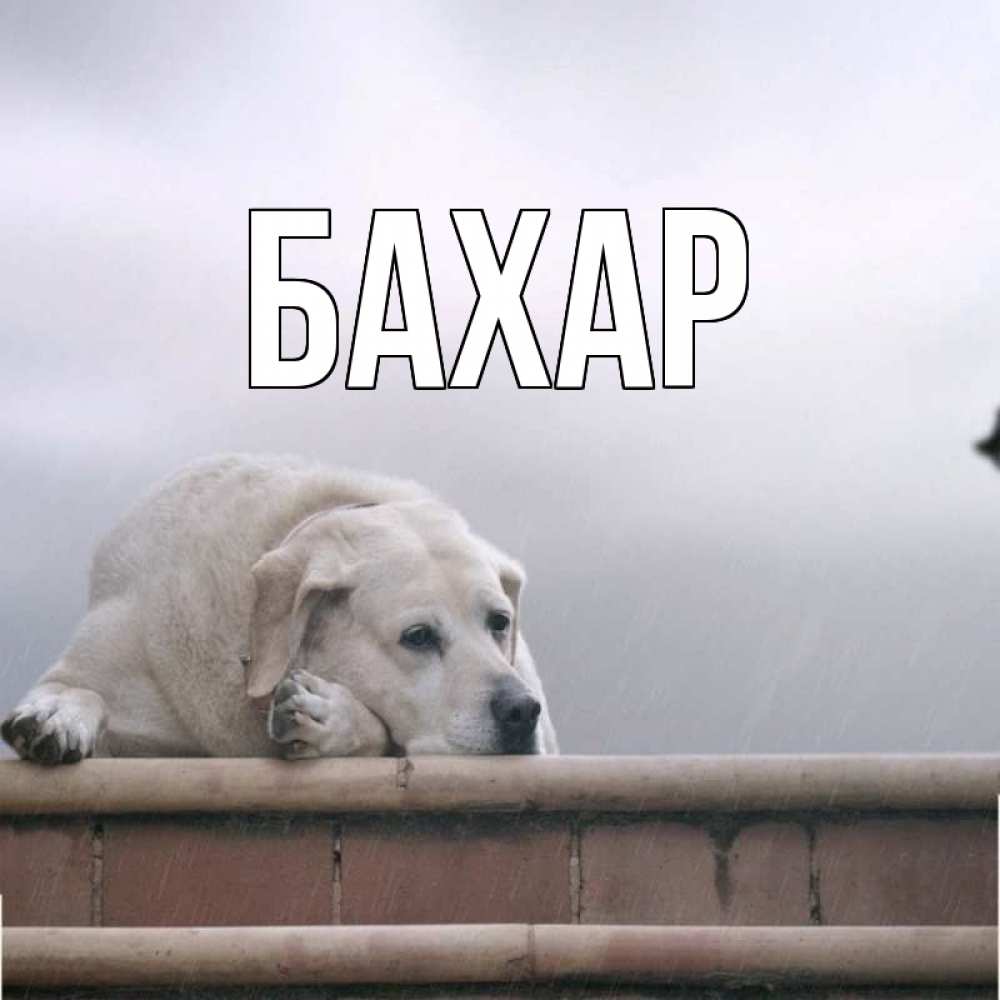 Картинка  с именем , Бахар