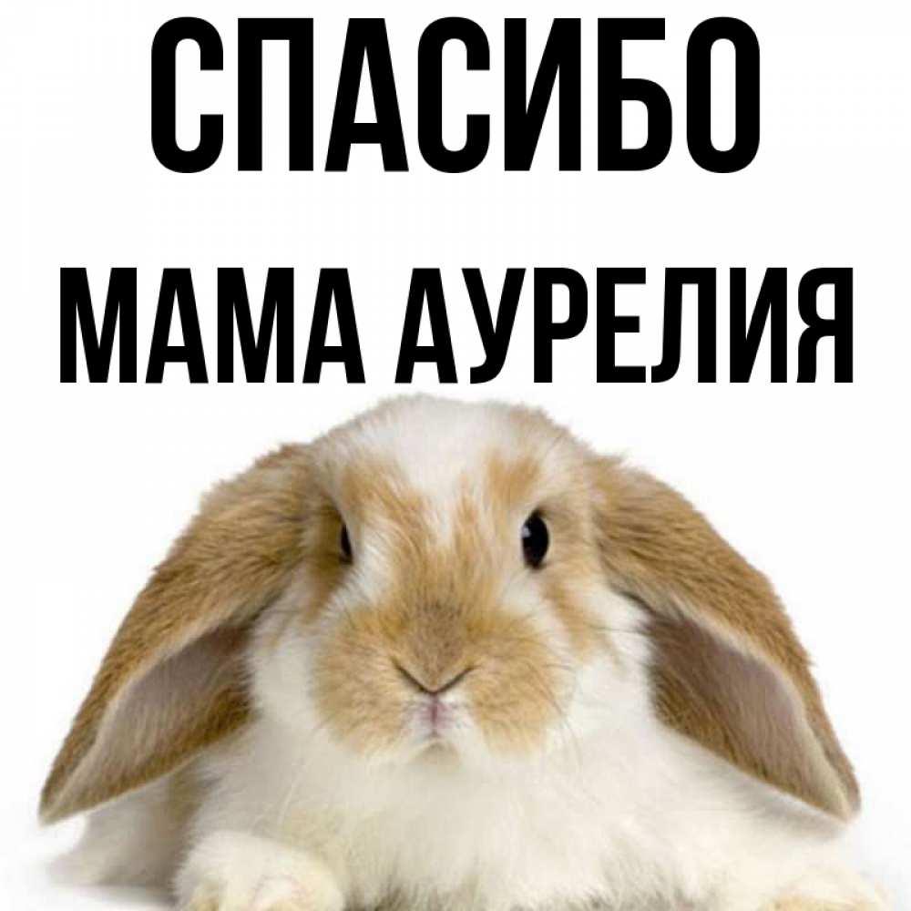 Открытка на каждый день с именем, Мама-Аурелия Спасибо коричнево белый заяц Прикольная открытка с пожеланием онлайн скачать бесплатно 