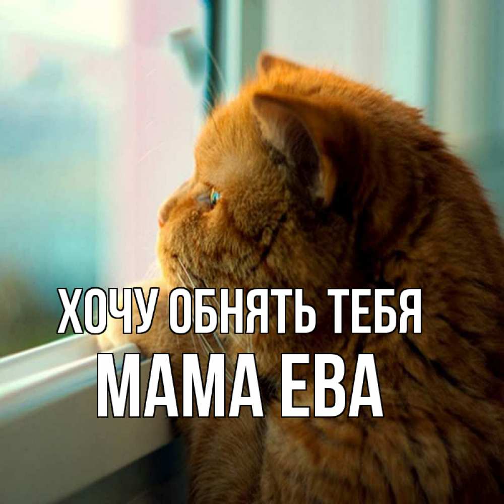 Открытка на каждый день с именем, Мама-Ева Хочу обнять тебя большой огромный рыжий котяра Прикольная открытка с пожеланием онлайн скачать бесплатно 