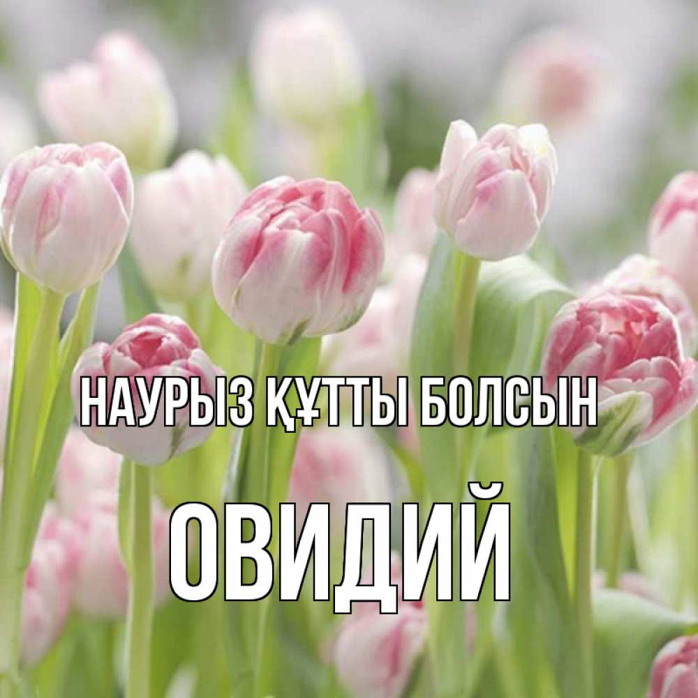 Открытка на каждый день с именем, Овидий Наурыз құтты болсын цветы Прикольная открытка с пожеланием онлайн скачать бесплатно 